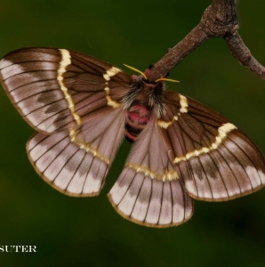 FOR SALE, Paradirphia semirosea