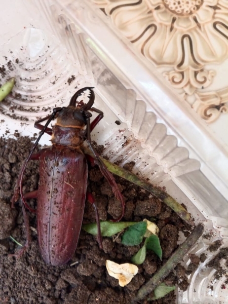 FOR SALE, Steg beetle