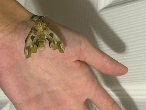 FOR SALE, LIME HAWKMOTH EGGS