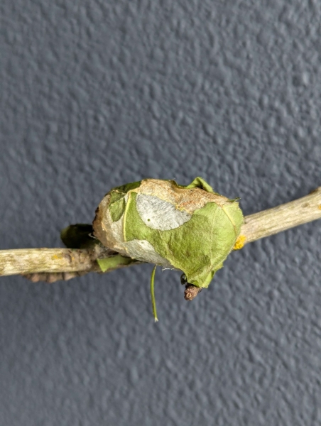 FOR SALE, Luna Moth Cocoons