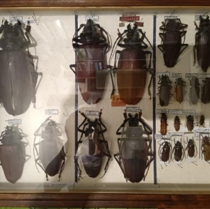 FOR SALE, gigant collectons cerambycidae