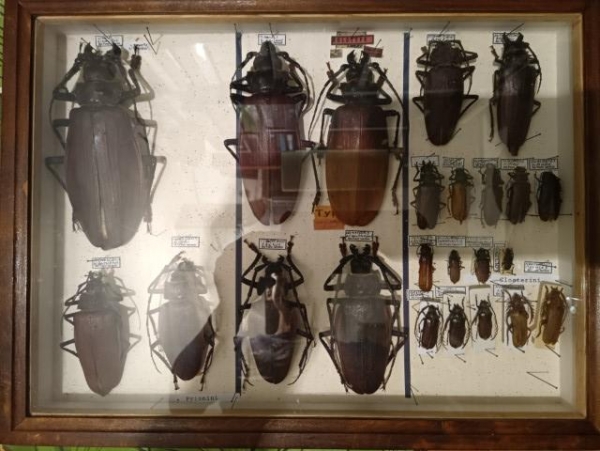 FOR SALE, gigant collectons cerambycidae
