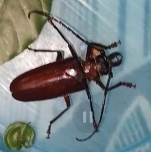 FOR SALE, Stag beetle available 