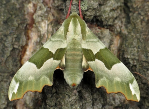 WANT TO BUY, INTERESTING MOTHS AND BUTTERFLIES