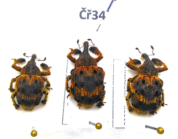 FOR SALE, Curculionidae