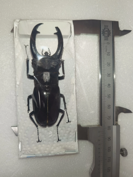 FOR SALE, Hexarthrius rhinoceros sadaoi 82.5mm- Pagai island