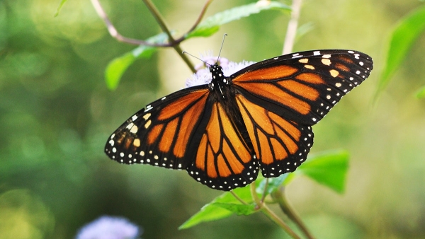 WANT TO BUY, Monarch butterfly ova