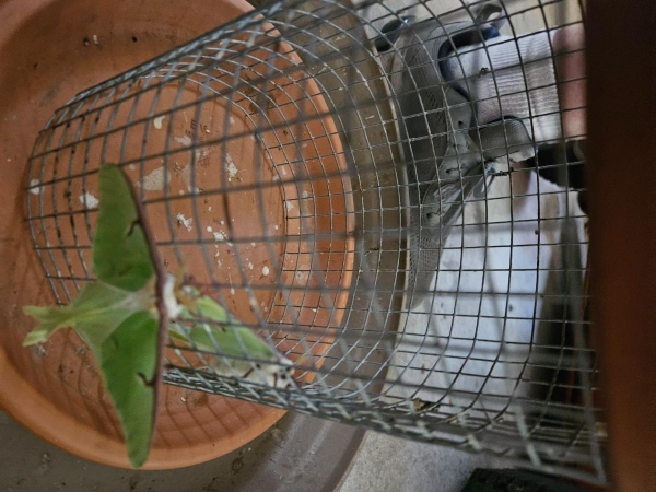 FOR SALE, Luna moth ova for sale
