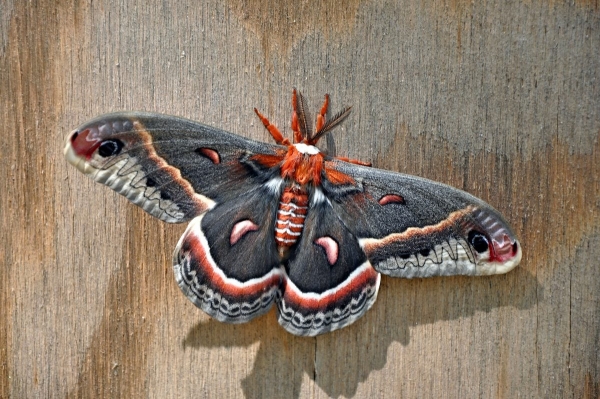 WANT TO BUY, Cecropia eggs