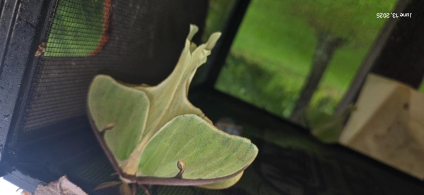 FOR SALE, Luna moth eggs