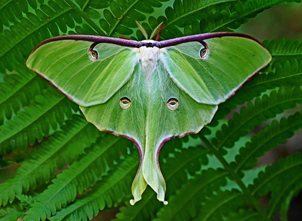 FOR SALE, Actias luna eggs