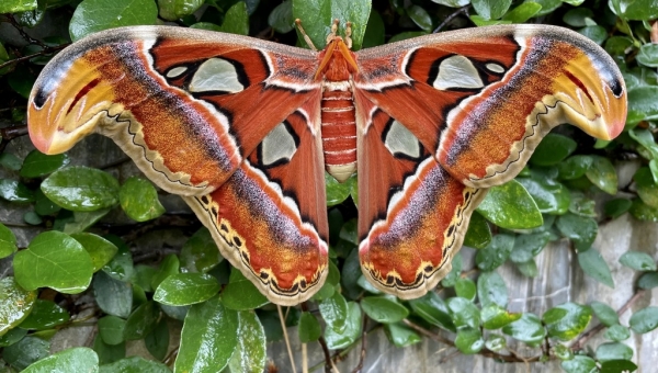 WANT TO BUY, Attacus Atlas eggs or pupae