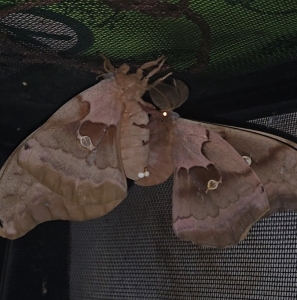 FOR SALE, Wild polyphemus moth eggs