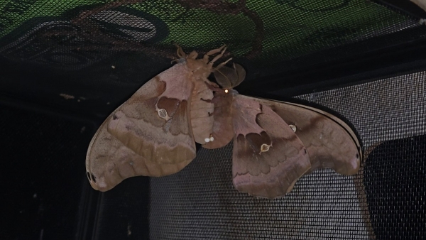 FOR SALE, Wild polyphemus moth eggs