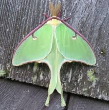 WANT TO BUY, Luna moths eggs/cocoon in Canada!