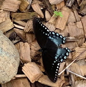 FOR SALE, Spicebush Swallowtail eggs