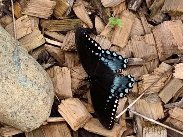 FOR SALE, Spicebush Swallowtail eggs