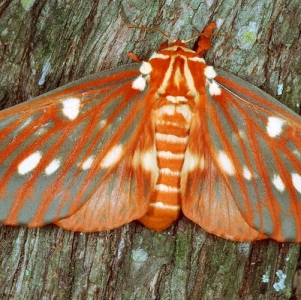 WANT TO BUY, Rosy maple, Regal moth, Ceanthonus, Promethea ova