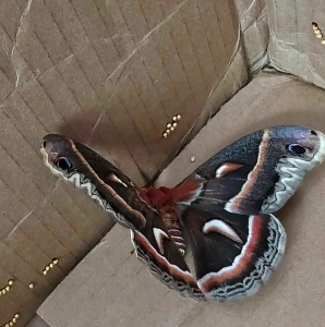 FOR SALE, Hyalophora cecropia Eggs