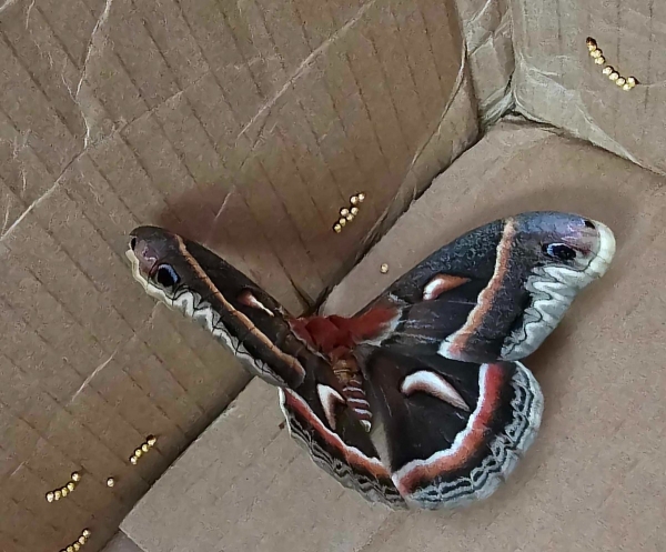 FOR SALE, Hyalophora cecropia Eggs