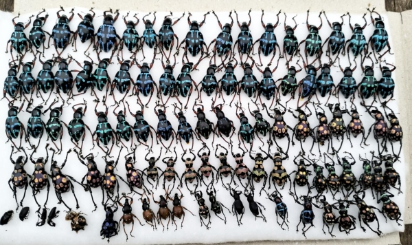 FOR SALE, Weevil/Curculionidae