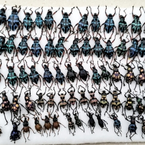 FOR SALE, Weevil/Curculionidae