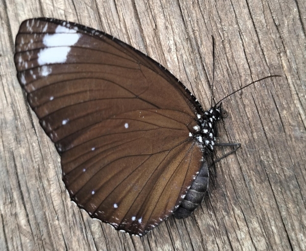 FOR SALE, Elymnias kochi female