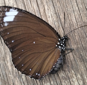 FOR SALE, Elymnias kochi female