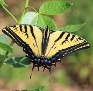 FOR SALE, Papilio multicaudata eggs