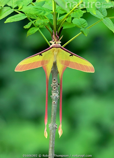 WANT TO BUY, actias Dubernadi eggs