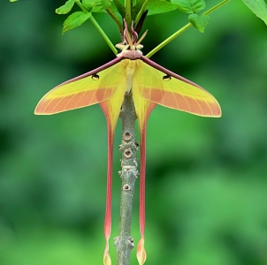 WANT TO BUY, actias Dubernadi eggs