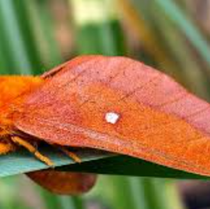 WANT TO BUY, live Pink striped oakworm (Anisota virginiensis)