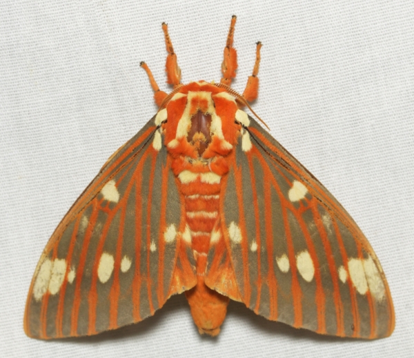 WANT TO BUY, Citheronia Regalis, (Royal Walnut Moth) Ova