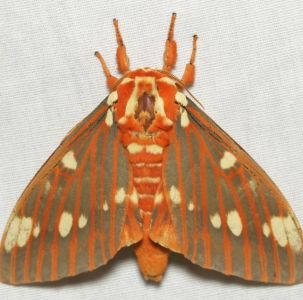 WANT TO BUY, Citheronia Regalis, (Royal Walnut Moth) Ova