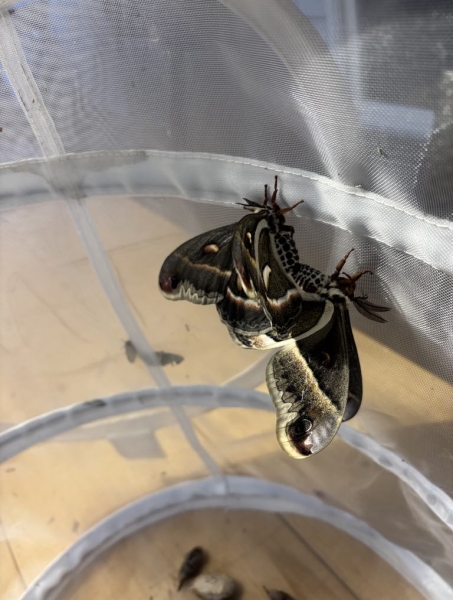 FOR SALE, Moth - hyalophora cecropia eggs