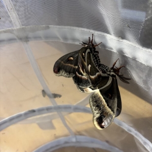 FOR SALE, Moth - hyalophora cecropia eggs