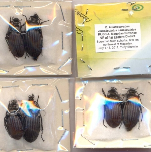 FOR SALE, Aulonocarabus canaliculatus Adams, 1812. Russia