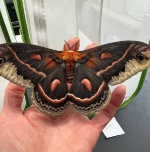 FOR SALE, Hyalophora Cecropia ova for sale