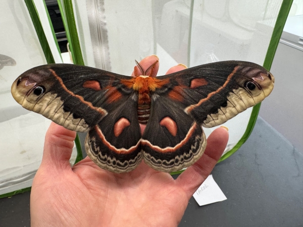 FOR SALE, Hyalophora Cecropia ova for sale