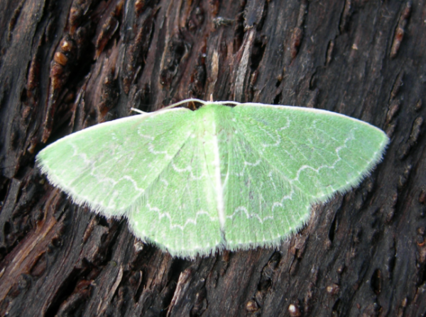 FOR SALE, Southern Emerald Moth eggs (Synchlora Frondaria)