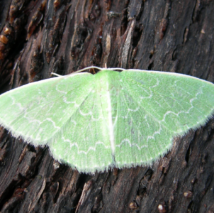 FOR SALE, Southern Emerald Moth eggs  (Synchlora Frondaria)