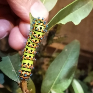FOR SALE, Eupackardia calleta cocoons