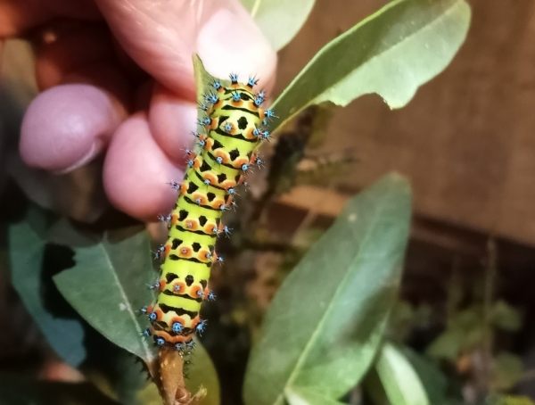 FOR SALE, Eupackardia calleta cocoons