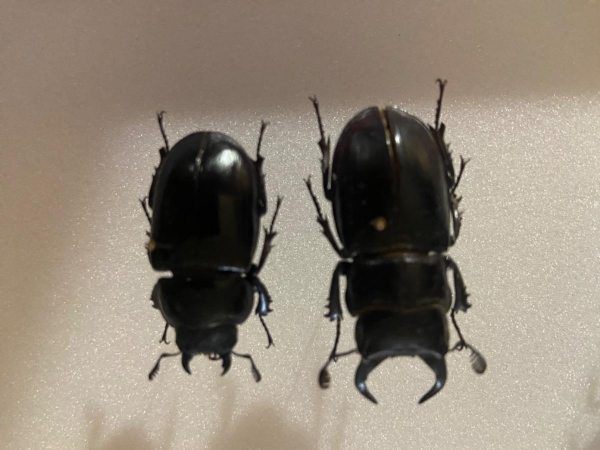 FOR SALE, Pseudolucanus barbarossa pair