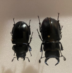 FOR SALE, Pseudolucanus barbarossa pair