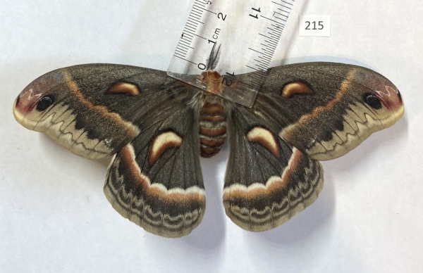 FOR SALE, Moth - hyalophora cecropia, actias luna...