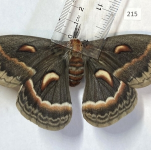 FOR SALE, Moth - hyalophora cecropia, actias luna...