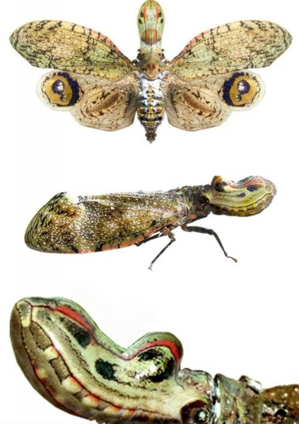 FOR SALE, Fulgora laternaria fresh stock
