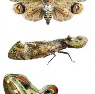 FOR SALE, Fulgora laternaria fresh stock 