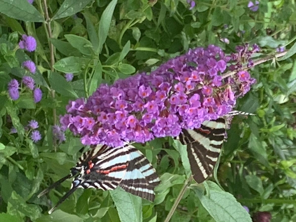 FOR SALE, Preorder for Zebra swallowtail eggs
